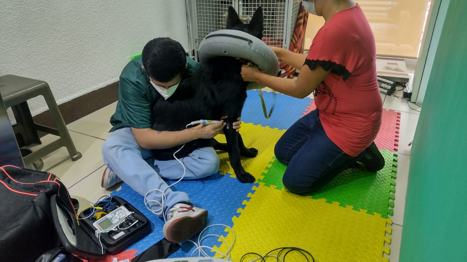 Mascota siendo atendida en QI Vet